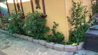 Ai ochi de vultur dacă găsești în 10 secunde pisica ascunsă în imaginea de mai jos