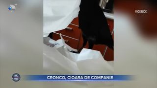 Cronco, cioara de companie