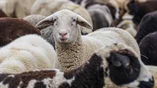 Bătaie între doi bărbați pe o pășune. Disputa a pornit de la turmă de oi aflată în apropierea unei culturi de lucernă