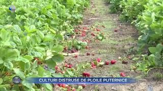 Culturile distruse de ploile puternice