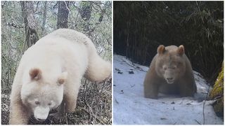 FOTO/VIDEO - Imagini rare cu singurul exemplar cunoscut de panda uriaș albinos. Animalul a fost fotografiat în sălbăticie, în China