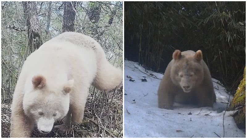panda albinos
