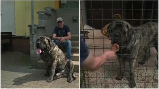 El este Uriaș, câinele care cântărește 126 de kilograme! Patrupedul mănâncă zilnic două kilograme de hrană