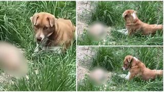 O cățelușă surprinsă stând nemișcată lângă puiul său mort, în Iași