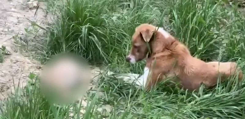 Jurnalistul a decis să adoopte cățelușa.