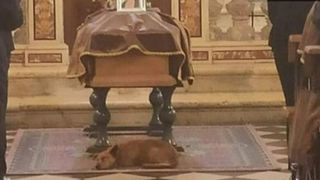 Un c&acirc;ine a vrut să &icirc;i fie aproape stăp&acirc;nei sale p&acirc;nă la final. 