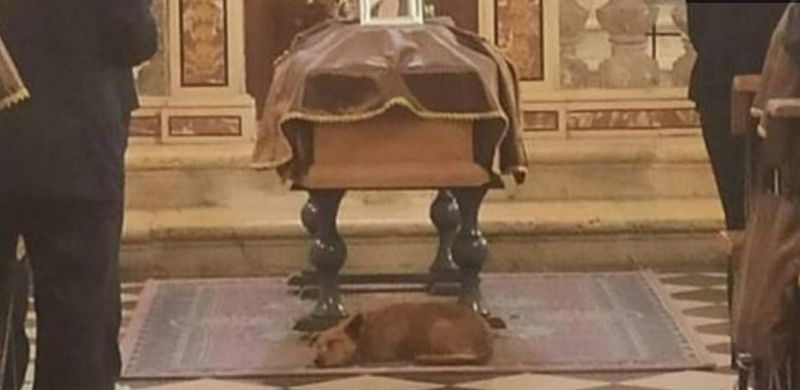 Un câine a vrut să îi fie aproape stăpânei sale până la final. 