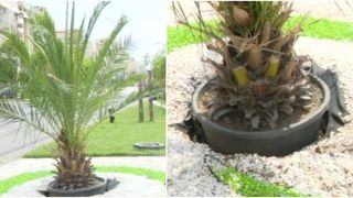 VIDEO - Rezistă sau nu palmierii în România?