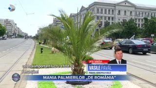Mania palmierilor &bdquo;de Rom&acirc;nia&rdquo;