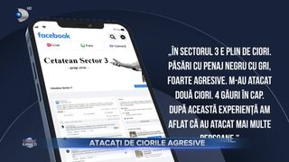 Atacați de ciorile agresive