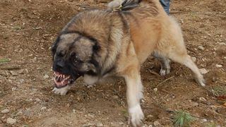 O bătrână a fost mutilată de propriul câine în timp ce îi dădea de mâncare