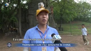 Tigrișorii care fac senzație în China