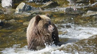 Un pui de urs a fost găsit într-un pârâu din Bacău. Animalul era rătăcit de mamă