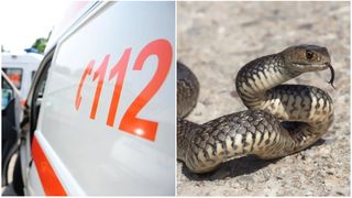 O fetiță de doar 10 ani din Bistrița-Năsăud a fost mușcată de un șarpe. Copila a ajuns la spital