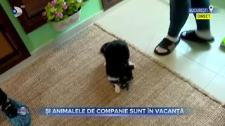 Și animalele de companie sunt în vacanță