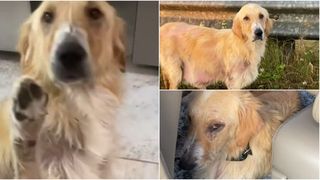 O femeie a salvat o cățelușă de pe marginea drumului, crezând că aceasta este gestantă, însă avea o tumoare.