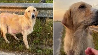 Sydney a fost dusă direct la un cabinet veterinar și, după ce a fost tratată, și-a găsit și familia cu care avea să-și trăiască tot restul vieții.