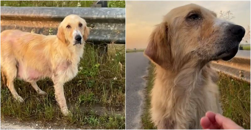 Sydney a fost dusă direct la un cabinet veterinar și, după ce a fost tratată, și-a găsit și familia cu care avea să-și trăiască tot restul vieții.