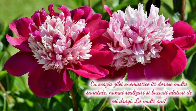 Urări de Rusalii 2023. 