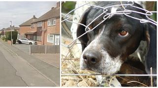 O femeie &icirc;n v&acirc;rstă de 70 de ani a fost sf&acirc;șiată mortal de un c&acirc;ine, &icirc;n Anglia