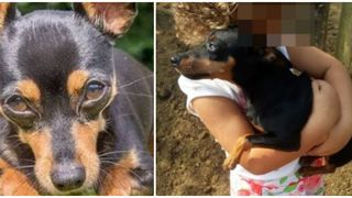 Un câine a fost ucis după ce a încercat să salveze un grup de copii de un alt canin, pe o proprietate rurală din Linhares, Brazilia.