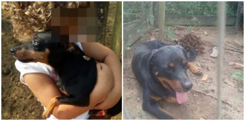 Potrivit proprietarului câinelui erou, Aderaldo Bergamo, Rottweilerul aparține unui vecin și a atacat anterior alte persoane. 