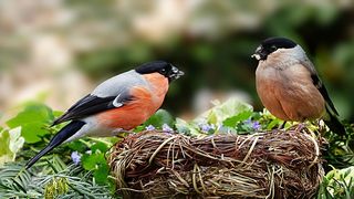 Inspectoratul de Poliţie Judeţean (IPJ) Galaţi a&nbsp; &icirc;ntocmit dosar penal pe numele unui bărbat care a fost prins&nbsp; &icirc;n timp ce captura ilegal păsări din specia Sticlete.