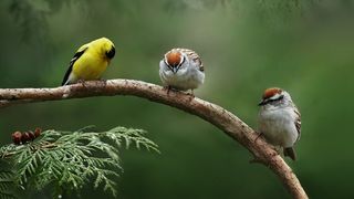 Un bărbat a fost prins &icirc;n timp ce folosea cuşti prevăzute cu dispozitive speciale pentru capturarea sticleților.