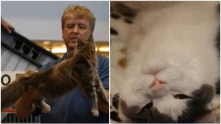 Cele mai frumoase rase de pisici, la Cluj! Sute de oameni s-au strâns să admire pisici, în cadrul unui concurs