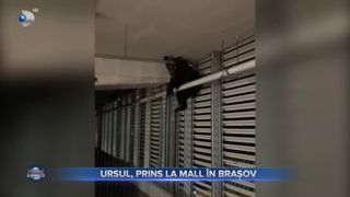 Ursul, prins la mall în Brașov