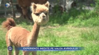 Experiențe inedite pe Valea Avrigului