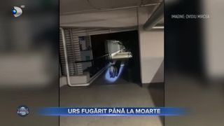 Urs fugărit până la moarte