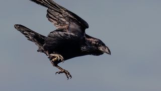 Cioara psihopată care atacă oamenii cu părul lung: „Atacă și de 20 de ori pe zi”