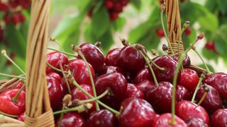 Câte calorii au cireșele? Îngrașă sau nu? Tot ce trebuie să știi despre aceste fructe!