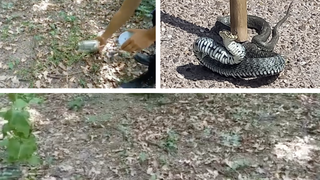 VIDEO-Momente de panică pentru o femeie din Botoșani, după ce a găsit un șarpe &icirc;n casă