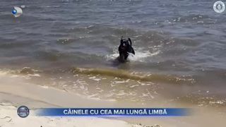 C&acirc;inele cu cea mai lungă limbă