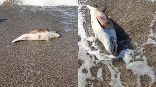 Pui de delfin găsit mort pe o plajă din Mamaia: „De la începutul anului au fost găsiţi aproximativ 35 de delfini morţi”