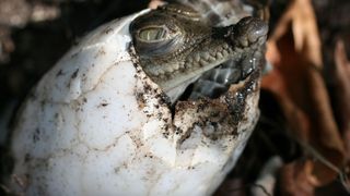 A fost descoperit primul crocodil rămas însărcinat cu el însuși