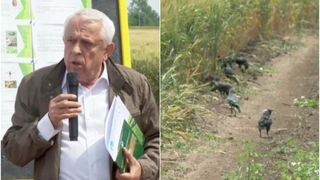 VIDEO - Ciori vs. cultivatori: Ministrul Petre Daea declanșează bătălia pentru salvarea recoltelor