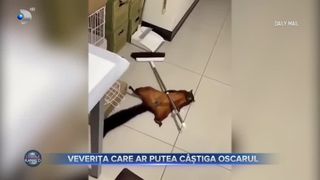 Veverița care ar putea c&acirc;știga oscarul