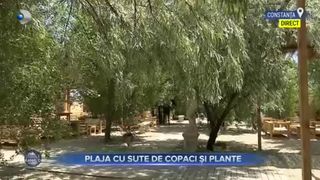 Plaja cu sute de copaci și plante