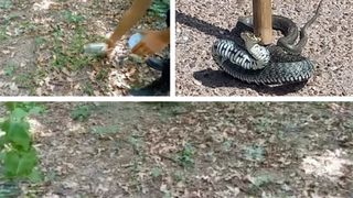 VIDEO - Coșmarul &icirc;nfiorător al verii: Rom&acirc;nia se confruntă cu o invazie de șerpi, iar locuitorii trăiesc &icirc;n teroare