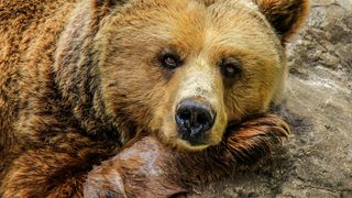 Urșii fac prăpăd în mai multe județe din țară, iar oamenii sunt îngroziți