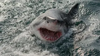 VIDEO - Turist rus, sfârtecat de un rechin-tigru în vacanța din Egipt - UPDATE