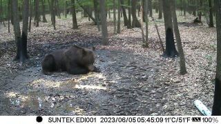 Războiul oamenilor cu urșii se mută în instanță