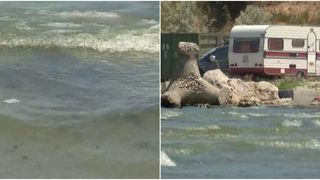 VIDEO - Pericol dublu pentru litoralul de lângă Odesa: Alertă de mine marine și val de poluare de pe Nipru. Biologii marini români monitorizează situația de aproape