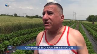 Capsunele BIO, afacere de succes