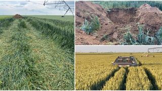 EXCLUSIV: Fermier disperat după ce un bărbat îi distruge culturile/ Elena Gustoiu: ”A intrat în solă, a culcat și a distrus grâul”