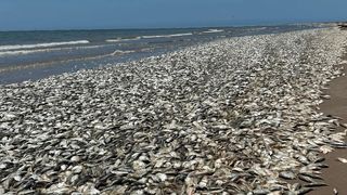 VIDEO. Mii de pești morți pe o plajă. Cum se explică fenomenul șocant