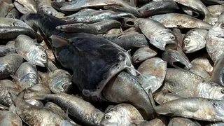 Mii de pești morți pe o plajă